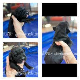 Black beauty - Black female Great Dane puppy in Greenville, South Carolina from Allen’s Ridge Ranch