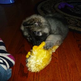 Shiloh Shepherd Puppies from Solace Shilohs