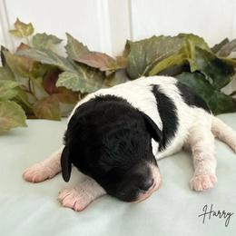 Harry - Black and white male Cavapoo puppy in Wamego, Kansas from Doodles of Oz