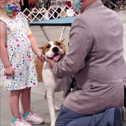 American Staffordshire Terrier All Grown Up from Homegrown Amstaffs