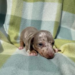 Petunia boy - Dapple male Dachshund puppy in Whitehouse, Texas from Bonded Oaks Doxies