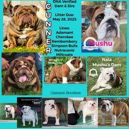 Boy 1 - Blue tri-color male Bulldog puppy in Norco, California from Alizah Bulldogs