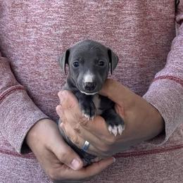 Boy 3 - Blue male Italian Greyhound puppy in Sugar Valley, Georgia from Pinnacle Farm and Kennel