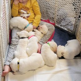 Labrador Retriever puppies from Skye K.R.J English Labradors