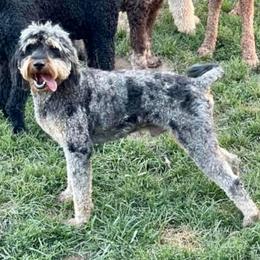 Cowboy - Blue merle male Aussiedoodle puppy in Berrien Spring, Michigan from Red Bud Beautiful Doodles