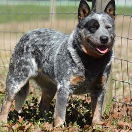 Annie - Australian Cattle Dog