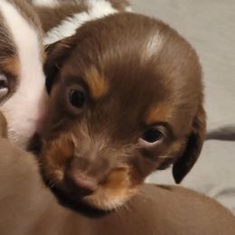 Dachshund Puppies from Puff n tuff farms