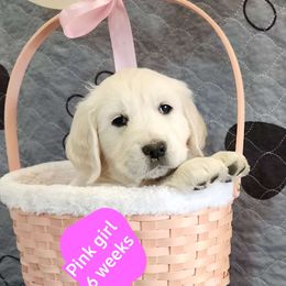 Annabelle - Light golden Golden Retriever puppy in Albuquerque, New Mexico from Teeter's Desert  Goddess Goldens