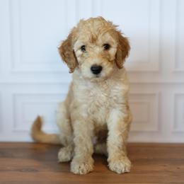 Ford - Apricot male Goldendoodle puppy in Seffner, Florida from Gold Diamond Pup