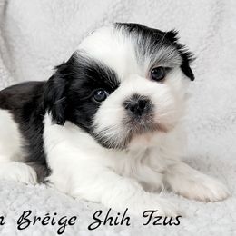 Shih Tzu Puppies from Beirin Breige Shih Tzus