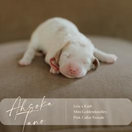 Ahsoka Tano - Parti female Goldendoodle puppy in Hiddenite, North Carolina from Rose and Reid Doodles