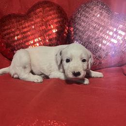 Cinnamon- Long Coat - White and black female Dalmatian puppy in Claremore, Oklahoma from Lotsofdots Dalmatians