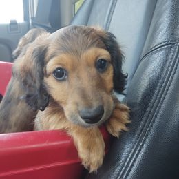 Dachshund and Goldendoodle Puppies from Rustic Acres Dachshunds & Doodles