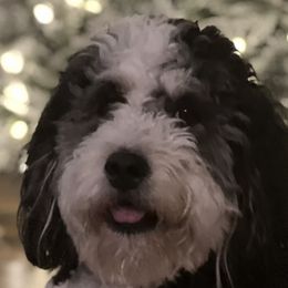 Bernedoodles from Oswegatchie Doodles