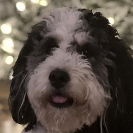 Bernedoodles from Oswegatchie Doodles