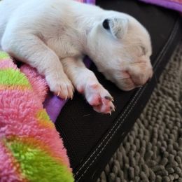 Dalmatian Puppies from America's Dalmatian Friends