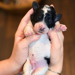 Barley - Parti male Goldendoodle puppy in Macclenny, Florida from Baker County Goldendoodles