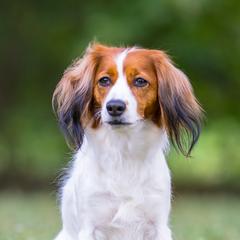 Ducky - Nederlandse Kooikerhondje