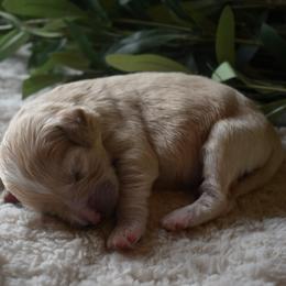 Male 2 - Red  male Goldendoodle puppy in Angola, Indiana from Classic City Doodles