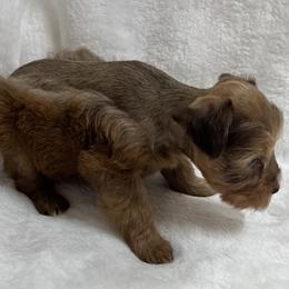 Sable Female - Wheaten female Miniature Schnauzer puppy in San Augustine, Texas from My Little Schnauzer Pals