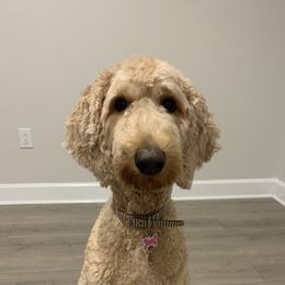 Willow - Goldendoodle
