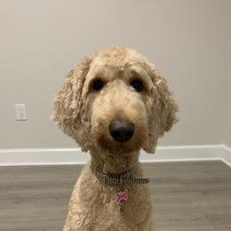Willow - Goldendoodle