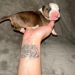 Boy 1 - Brindle and white male Bull Terrier puppy in Trussville, Alabama from Alabama Bull Terriers