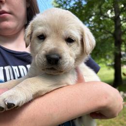Light blue boy - Yellow male Labrador Retriever puppy in Anoka, Minnesota from Sunshine Acres