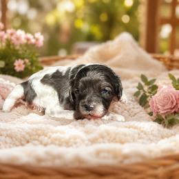 Bo Peep - Tri-color female Cavapoo puppy in Thorndale, Texas from Hattie’s Texas Cavapoos