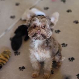 Coco - Yorkshire Terrier