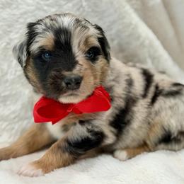 Red collar - Blue merle male Miniature Australian Shepherd puppy in 32046, Florida from River Hill Ranch