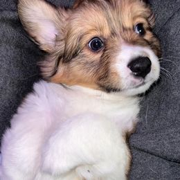 Pembroke Welsh Corgis from Cooper’s Corgis