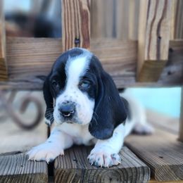 Basset Hound Puppies from Twin Creek Acres
