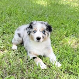 Australian Shepherd Puppies from HomeGrown Aussies