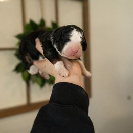 Bernedoodle, Cavapoo, Goldendoodle, and Poodle Puppies from Wasatch Pup