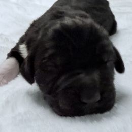 Poppy - White and black female Newfoundland puppy in Conroe, Texas from SugarPaws Newfoundlands