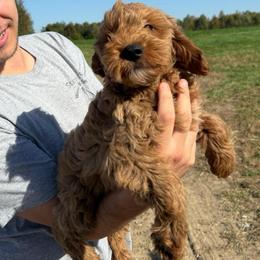 Ollie - Red  male Goldendoodle puppy in Hillsdale, Michigan from My Buddy Ol’ Paws