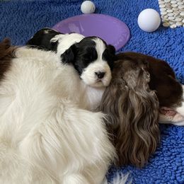 English Springer Spaniel Puppies from Solaire Springers