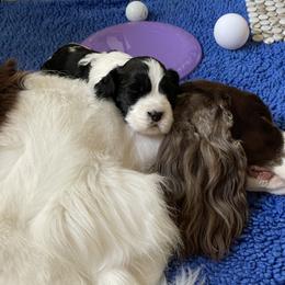English Springer Spaniel Puppies from Solaire Springers