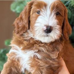 Judy - Goldendoodle