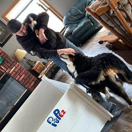 Bernese Mountain Dog Puppies from Lonesome Pine Farm
