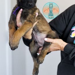 Purple Collar - Fawn Belgian Malinois puppy in Fredonia, Arizona from Zion Malinois