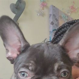 French Bulldog Puppies from Celebrity Kennels