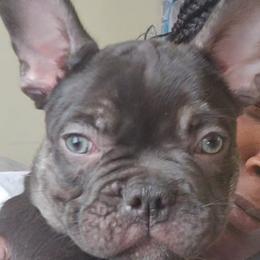 French Bulldog Puppies from Celebrity Kennels