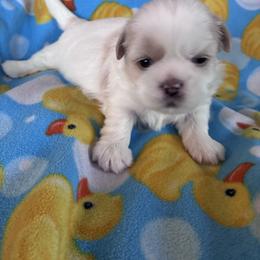 Calypso - male Shih Tzu puppy in Kettering, Ohio from The Ruff Life Tribe