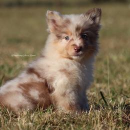 RMF1 - Red merle Australian Shepherd puppy in Chehalis, Washington from Wandering Acres Ranch
