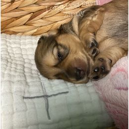 Dachshund Puppies from Long Dog Farm