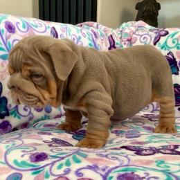 Dolly - Fallow female Bulldog puppy in Las Vegas, Nevada from Let it Ride Bulldogs