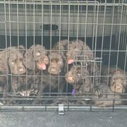 Boykin Spaniel puppies from Camelot Creek Kennels