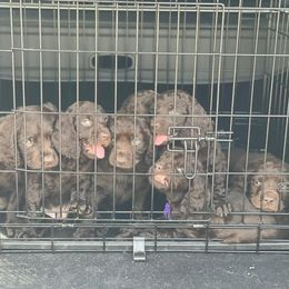 Boykin Spaniel puppies from Camelot Creek Kennels
